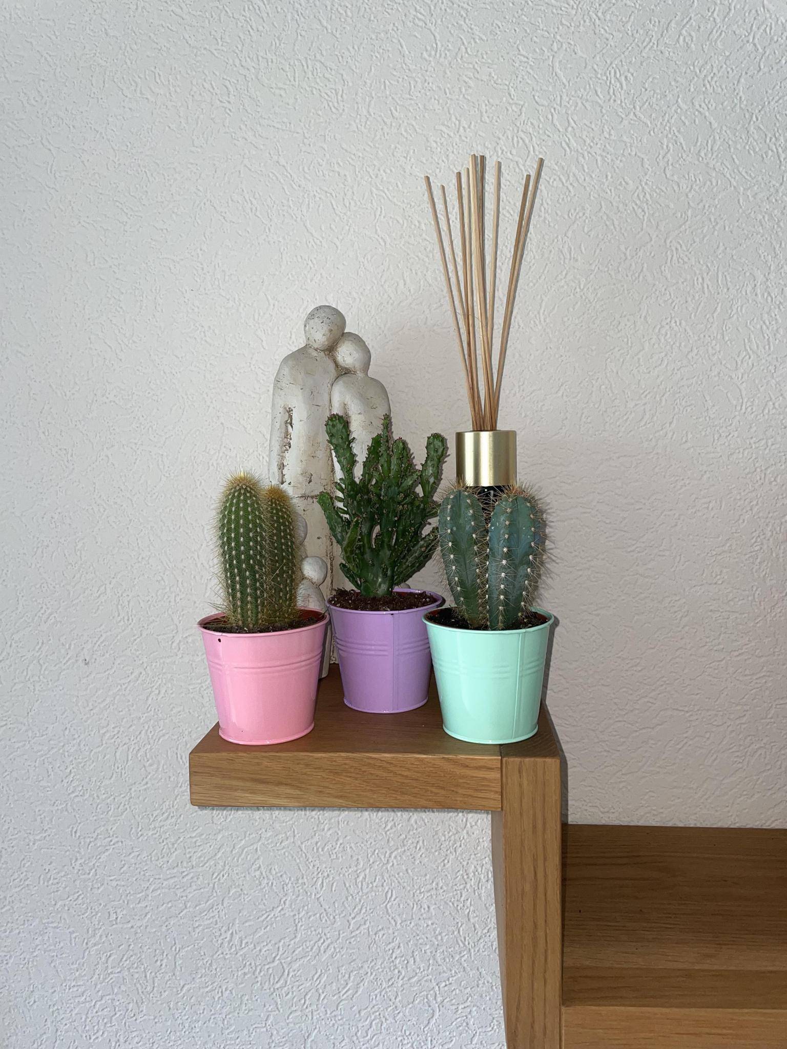 La Green Touch - Mix de 3 Cactus en Pots Colorés- La Green Touch - Image 3