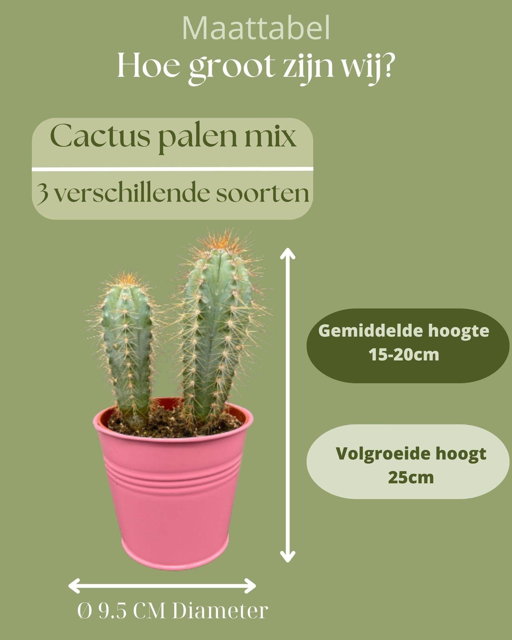 La Green Touch - Mix de 3 Cactus en Pots Colorés- La Green Touch - Image 4