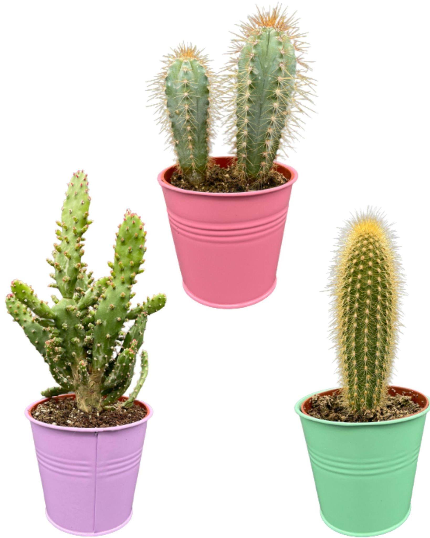 La Green Touch - Mix de 3 Cactus en Pots Colorés- La Green Touch