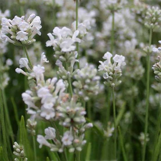 Lavande Arctic Snow - Lavandula angustifolia Godet de 8/9 cm