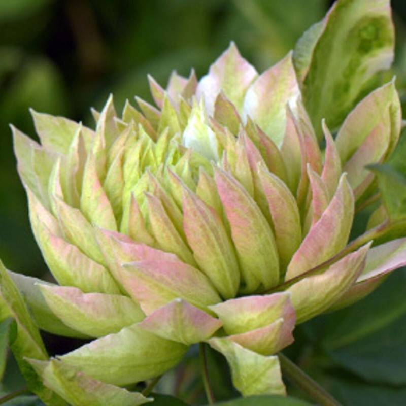 Clématite Sen No Kaze à fleurs Blanche - feuillage Caduc - Pot de 1,5L - Tuteur bambou 30/60 cm-  hauteur à maturité De 2,00 m à 2,50 m - Imagen 1
