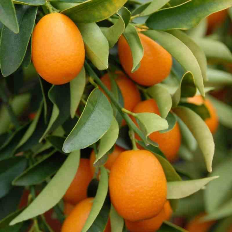 Sans Marque - Citrus kumquat agrumes ADULTE (Fortunella margarita) Couleur floraison:Blanc - Taille:pot de 35L - 150/175cm - Imagen 2