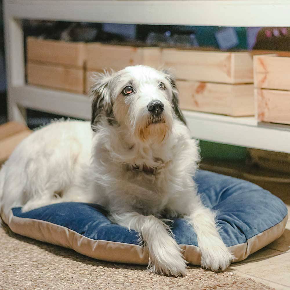 Ferplast - Ferplast coussin pour chiens et chats PRINCE 65/6, petit lit rembourré pour animaux, double-face, 65x42 cm, bleu - Imagen 5
