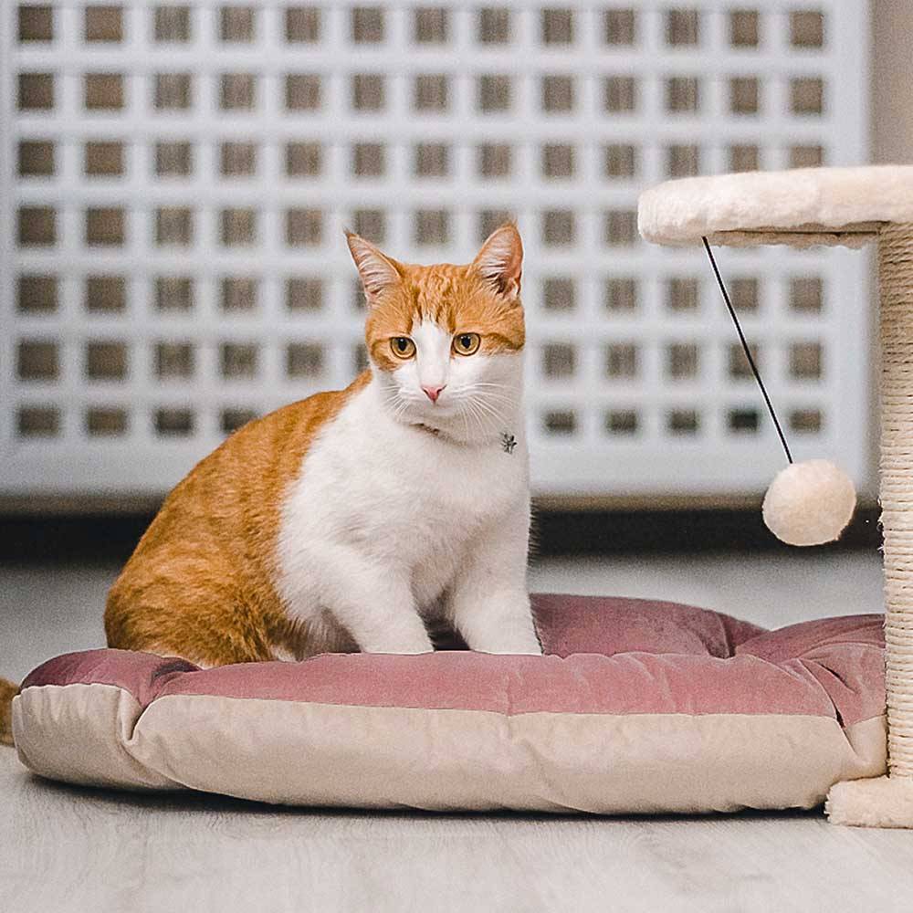 Ferplast - Ferplast coussin pour chiens et chats PRINCE 65/6, petit lit rembourré pour animaux, double-face, 65x42 cm, bleu - Imagen 3