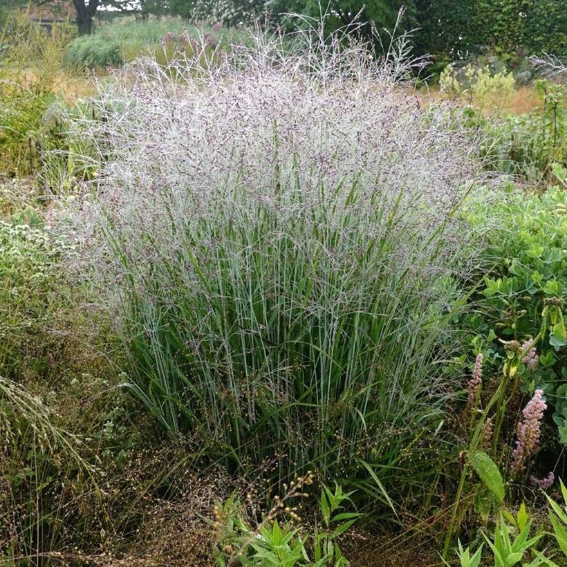 Promesse de Fleurs - Panic érigé - Panicum virgatum Purple Tears Godet de 8/9 cm