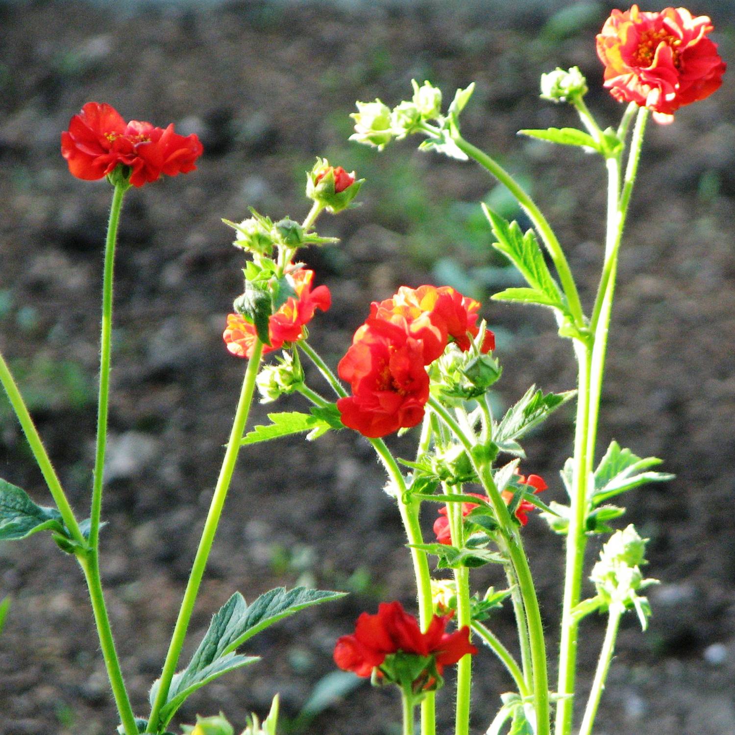 Promesse de Fleurs - Geum Feuerball - Benoîte rouge-orangé Godet de 8/9 cm