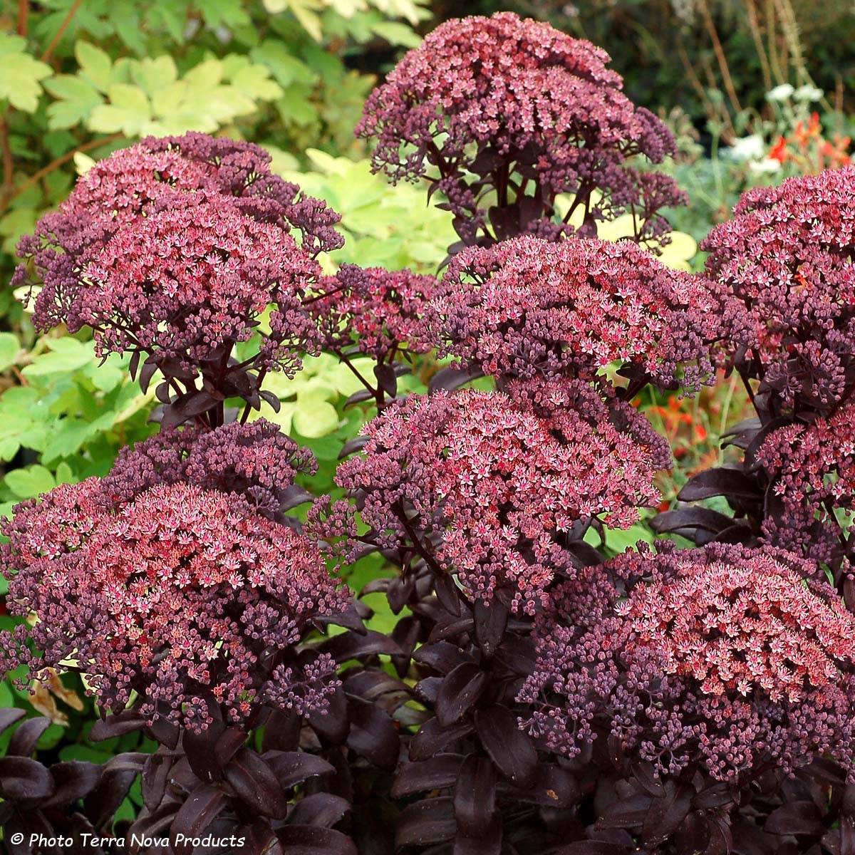 Sedum Dark Magic Godet de 8/9 cm