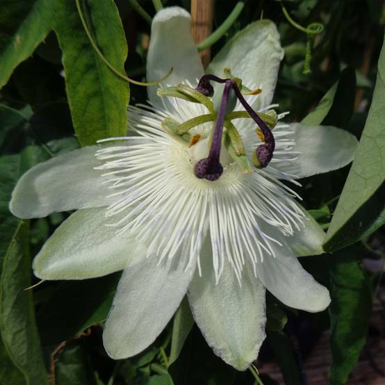 Promesse de Fleurs - Passiflora subpeltata - Fleur de la Passion Pot de 2L/3L