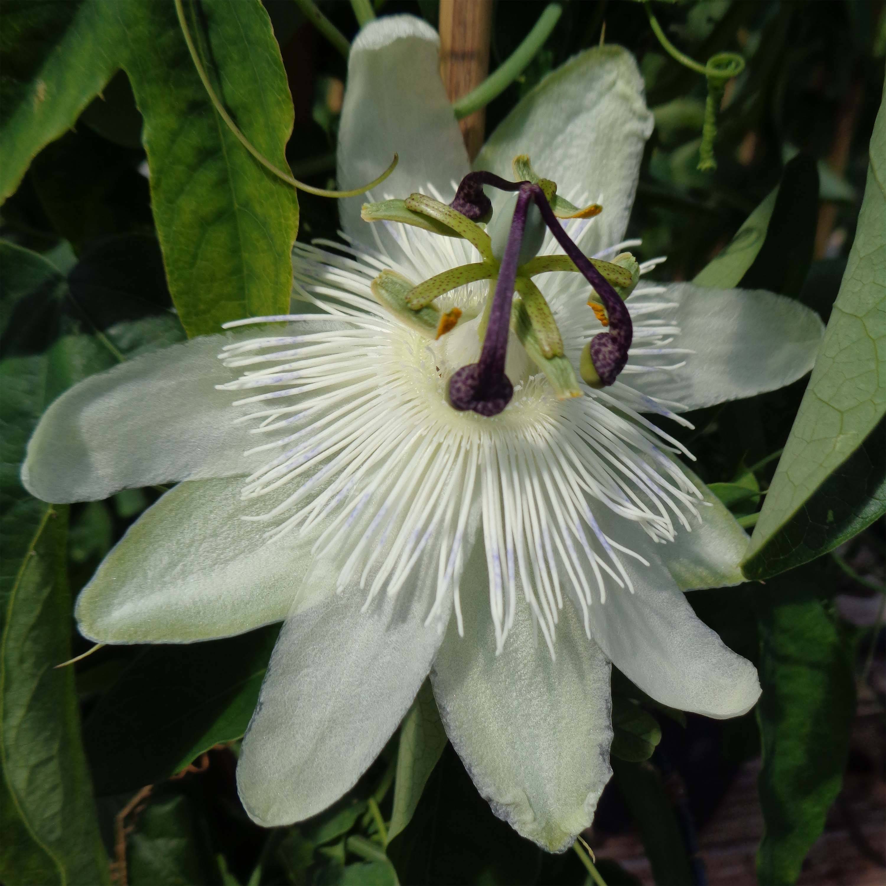 Promesse de Fleurs - Passiflora subpeltata - Fleur de la Passion Pot de 2L/3L