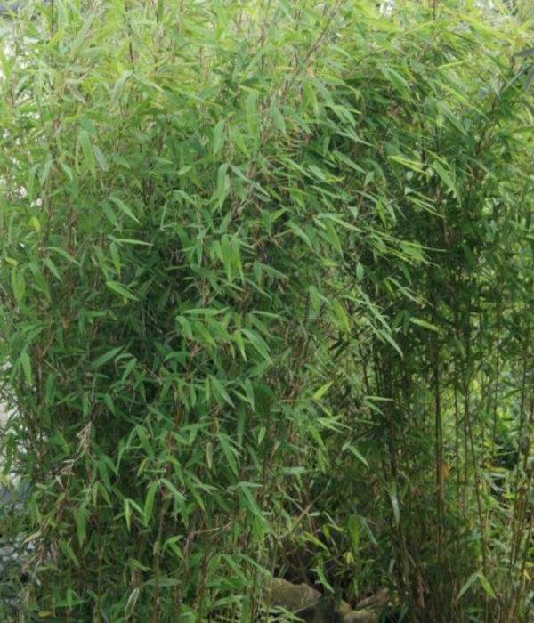 0 - Fargesia Obelisk (murielae x nitida) (Bambou non traçant) Pot 30 Litres - 175/200cm - 12/18 cannes - Image 2