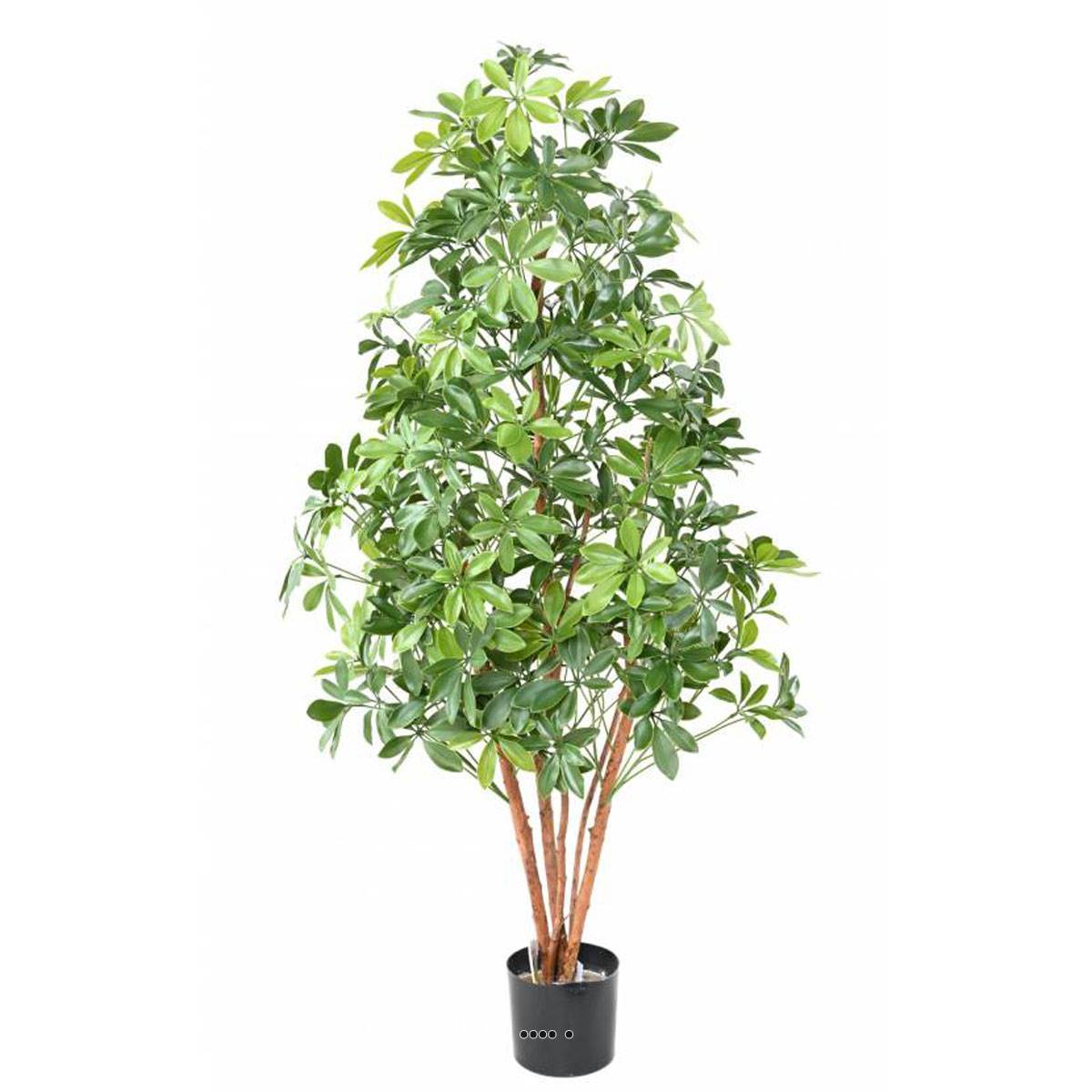 Artificielles - Choisya artificiel en pot anti-UV extérieur H 150 cm L 65 cm - dimhaut: H 150 cm - couleur: Vert