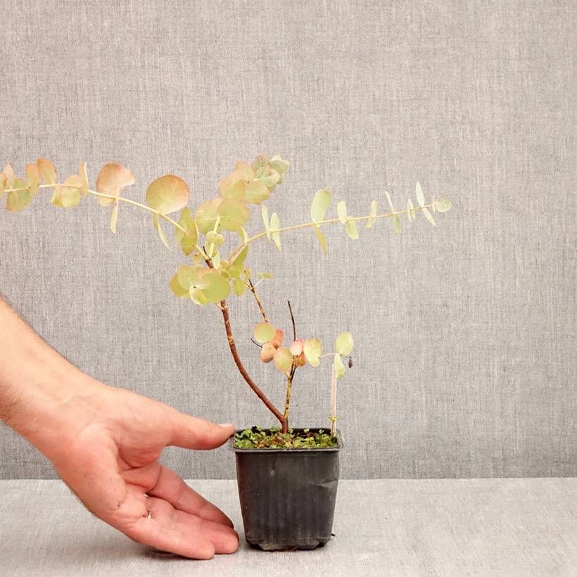 Eucalyptus cinerea Silver Dollar - Gommier cendré Godet de 8/9 cm - Image 3