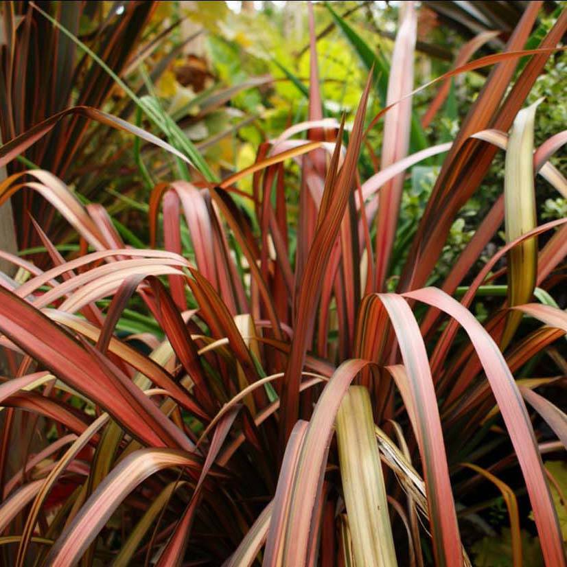 Phormium Pink Panther - Lin de Nouvelle-Zélande  Pot de 2L/3L