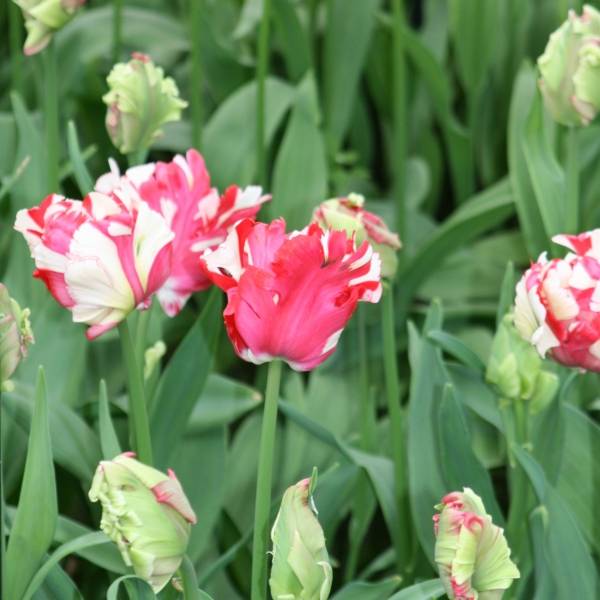 Promesse de Fleurs - Tulipe Perroquet Estella Rijnveld Bulbe calibre 11+ (par 6)