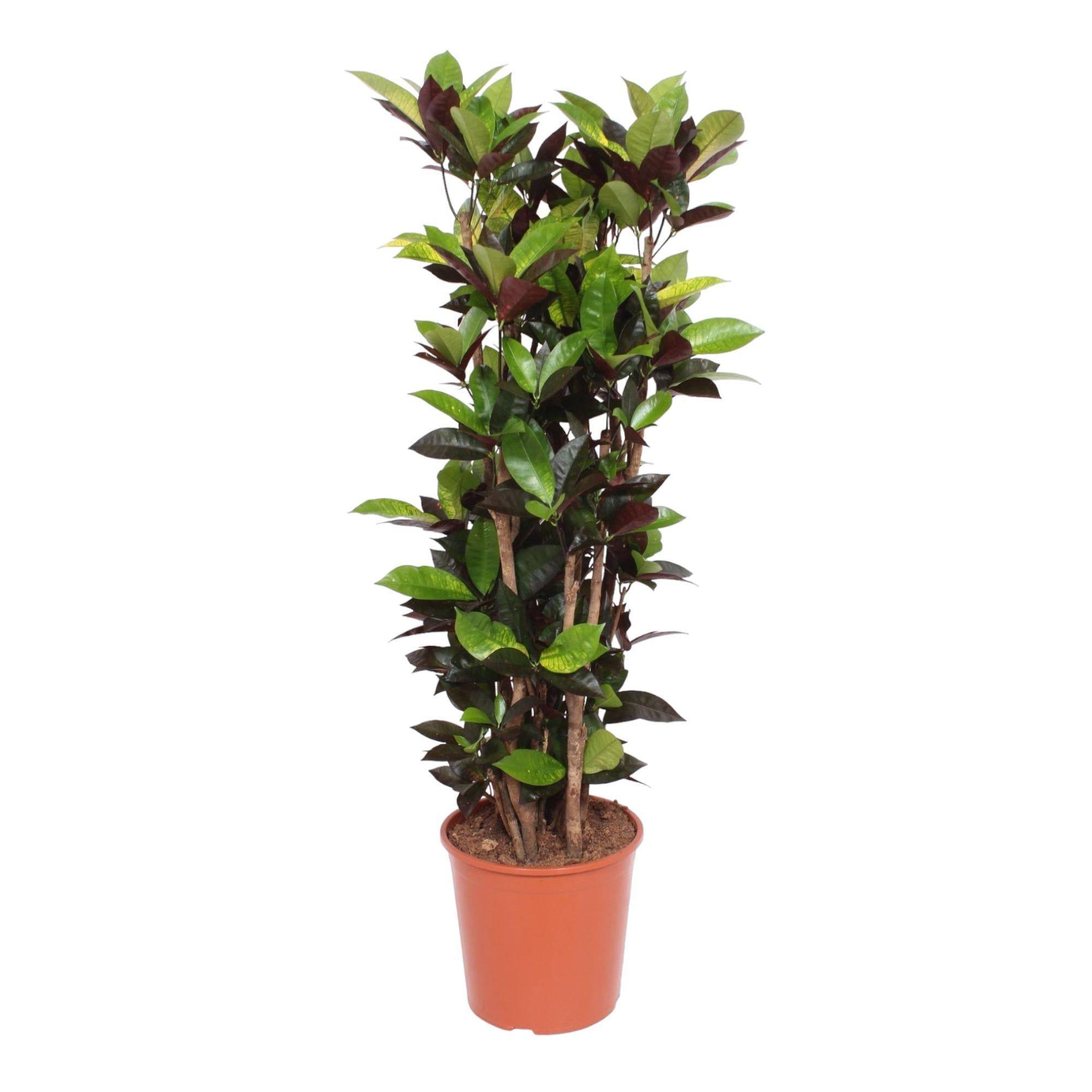 La Green Touch - Codiaeum Iceton croton 140cm - Plante d'intérieur- La Green Touch - Imagen 1