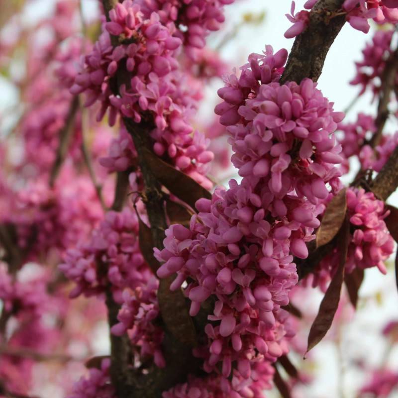 Cercis du Canada Cascading Hearts, Arbre de Judée, Gainier du Canada à fleurs Rose - feuillage Caduc - Pot de 15L - Baliveau-  hauteur à maturité De 3 - Image 5