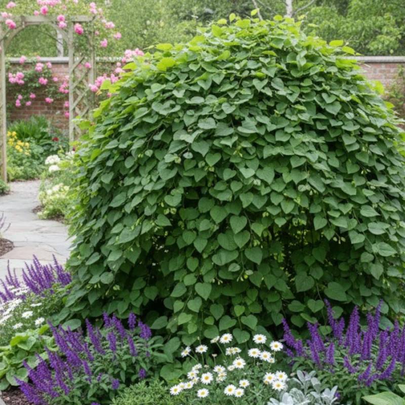 Cercis du Canada Cascading Hearts, Arbre de Judée, Gainier du Canada à fleurs Rose - feuillage Caduc - Pot de 15L - Baliveau-  hauteur à maturité De 3 - Image 3