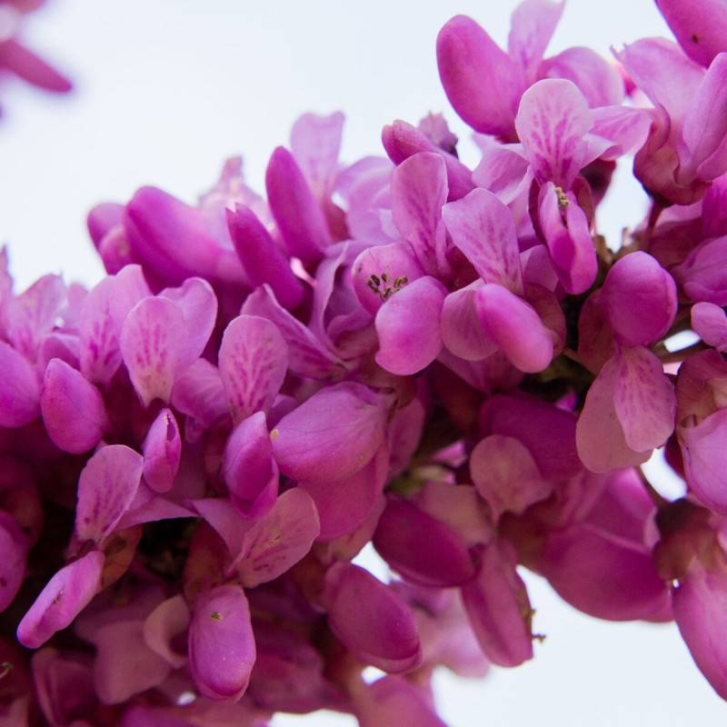 Cercis du Canada Cascading Hearts, Arbre de Judée, Gainier du Canada à fleurs Rose/ - feuillage Caduc - Pot de 15L - Baliveau