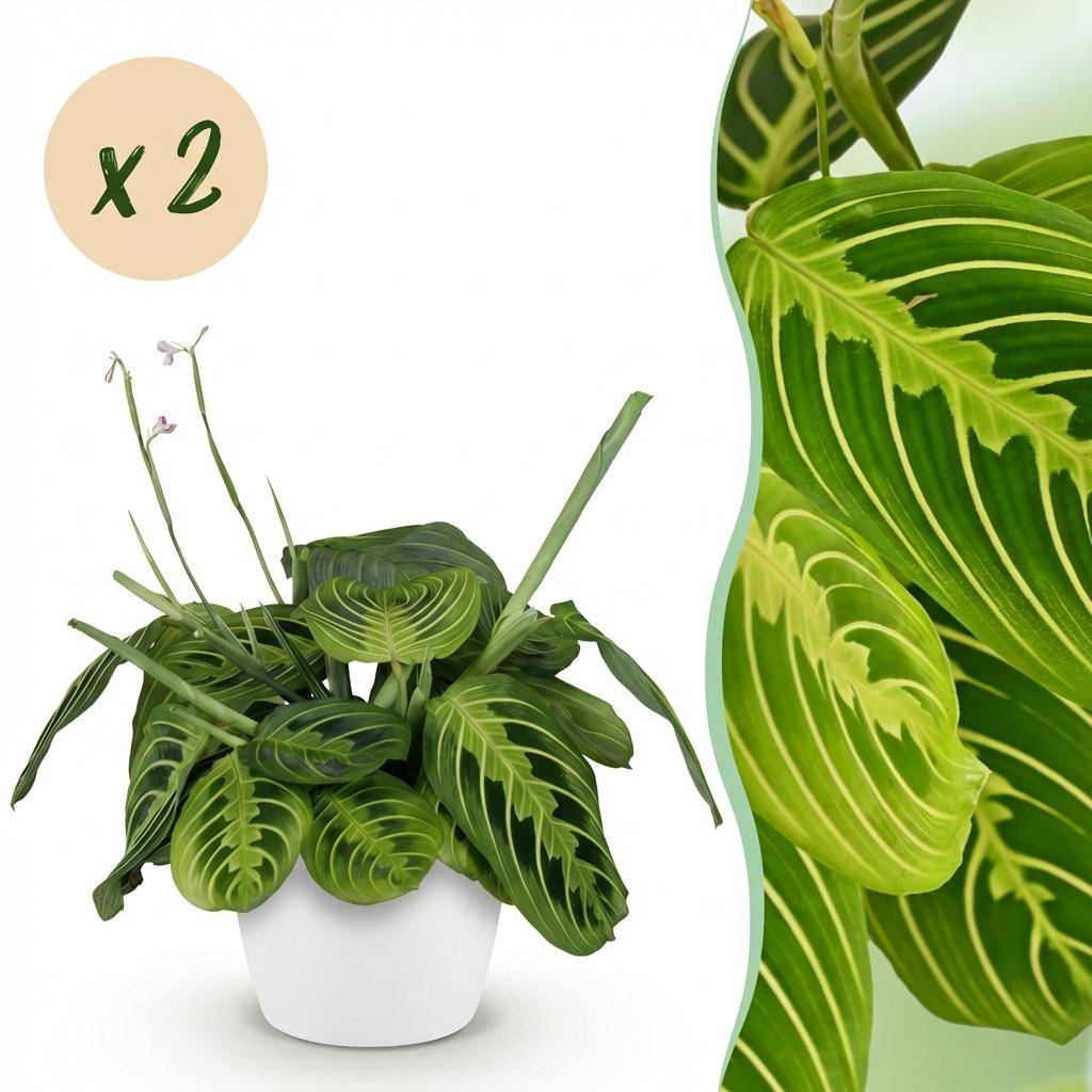 Maranta Fascinator Lemon Vert Clair - H35cm - Image 2