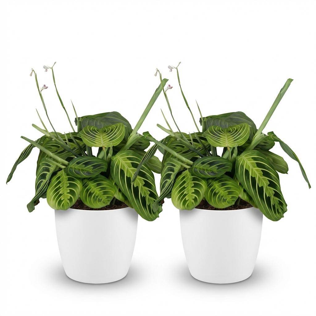Maranta Fascinator Lemon Vert Clair - H35cm - Image 4