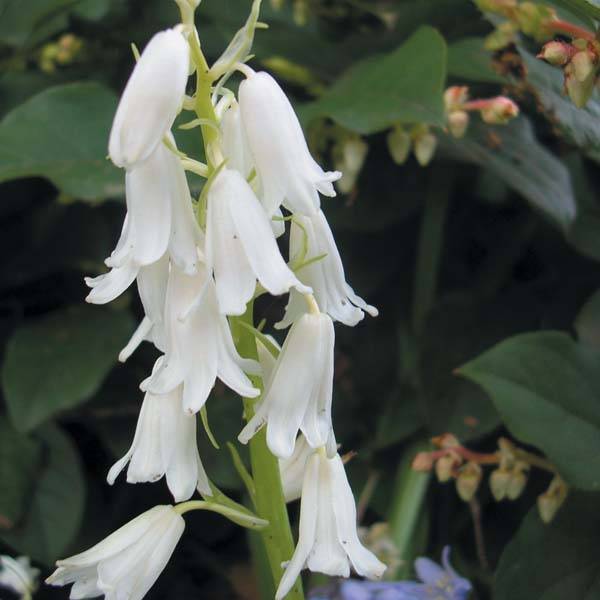 Jacinthe d'Espagne blanche - Hyacinthoides hispanica Alba  Bulbe calibre 8+ (par 20)