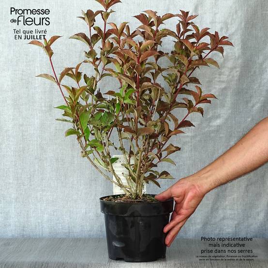 Weigelia florida Polka - Weigela nain Pot de 2L/3L - Image 2