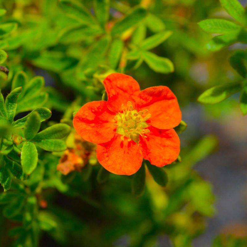 Potentille arbustive Marian Red Robin ® 'Marrob' (Potentilla fruticosa Marian Red Robin ® 'Marrob') - Godet - Taille 10/15cm - Pépinières Naudet - Image 1