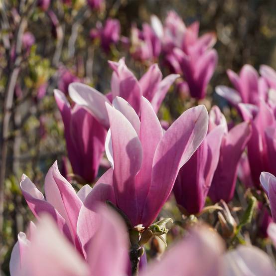Magnolia liliflora Nigra Pot de 7,5L/10L - Image 1