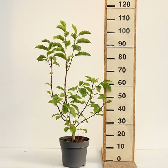 Magnolia liliflora Nigra Pot de 7,5L/10L - Image 2