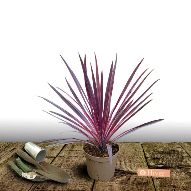 Cordyline australe Pink Passion® 'Seipin' - Pot de 4L - 40/60 cm - Image 4
