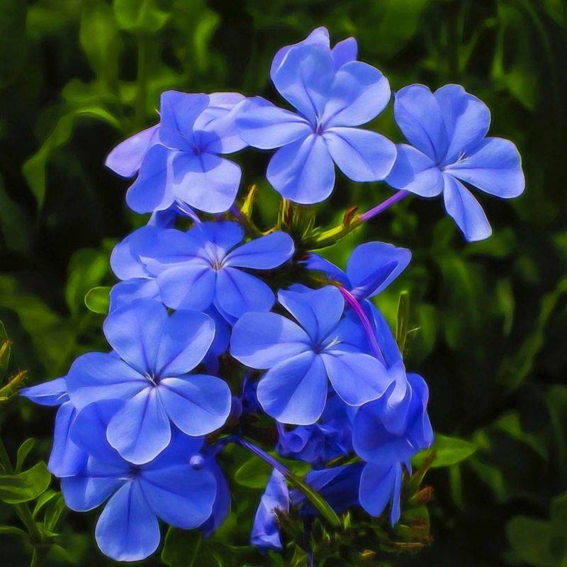 3 Phlox 'Blue Boy' - Lot de 3 vivaces - Pépinières Naudet - Imagen 1