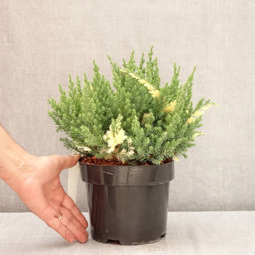Promesse de Fleurs - Genévrier rampant - Juniperus chinensis Expansa Variegata Pot de 2L/3L - Image 2