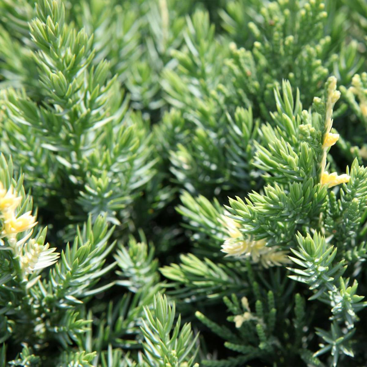 Promesse de Fleurs - Genévrier rampant - Juniperus chinensis Expansa Variegata Pot de 2L/3L - Image 1