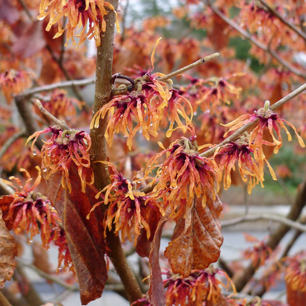 Promesse de Fleurs - Hamamelis (x) intermedia Jelena - Noisetier de sorcière Pot de 2L/3L - Image 1