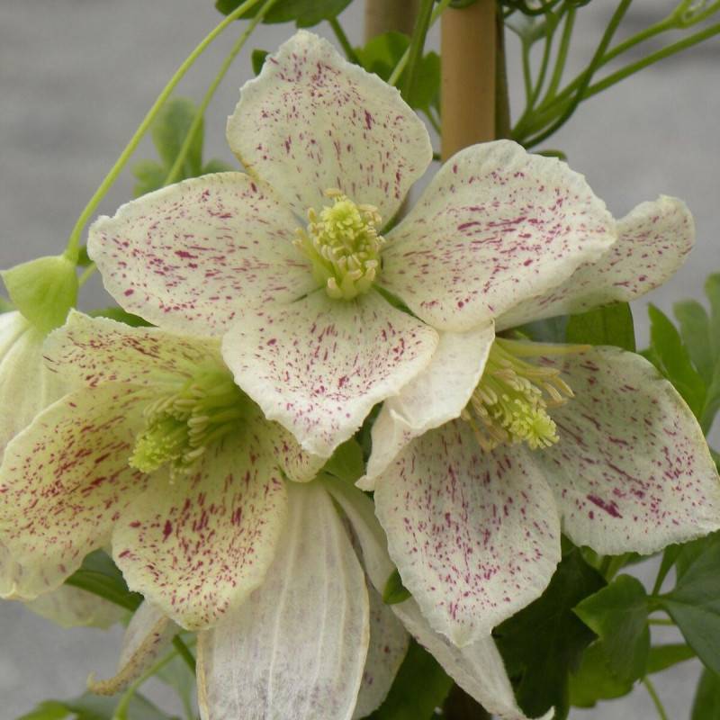 Clématite cirrhosa Winter Parasol®, Clématite cireuse à fleurs Blanche - feuillage Semi-Persistant - Godet - 5/20 cm-  hauteur à maturité De 3,00 m à - Imagen 2