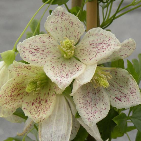 Clématite cirrhosa Winter Parasol®, Clématite cireuse à fleurs Blanche - feuillage Semi-Persistant - Godet - 5/20 cm- hauteur à maturité De 3,00 m à - Image 1