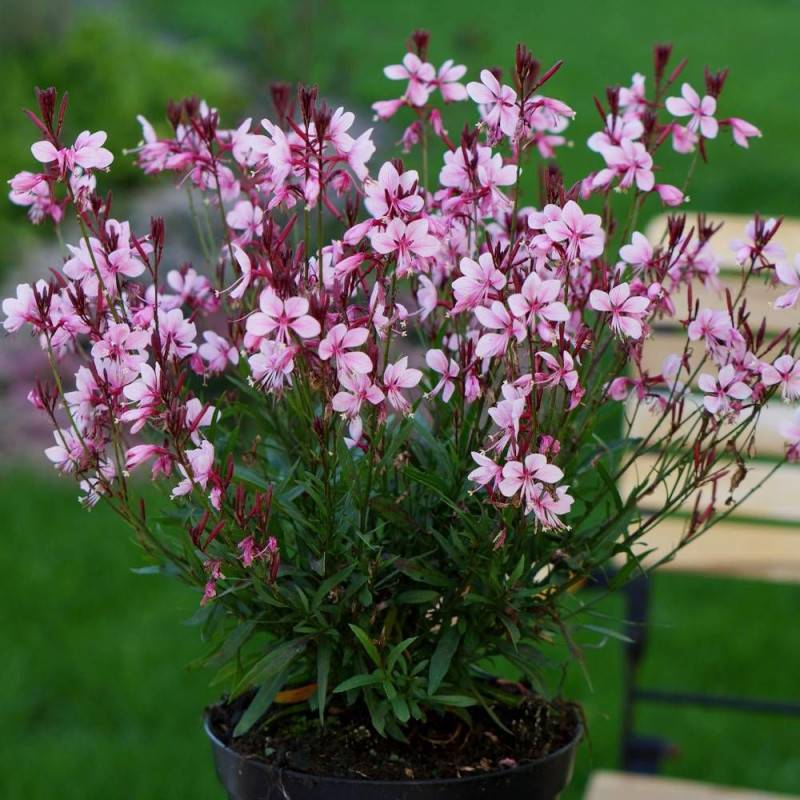 Gaura Sel® Belleza Dark Pink à fleurs Rose/Rouge - feuillage Caduc - Pot de 3L - 40/60 cm - Imagen 3