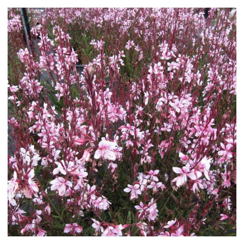 Gaura Sel® Belleza Dark Pink à fleurs Rose/Rouge - feuillage Caduc - Pot de 3L - 40/60 cm - Imagen 4