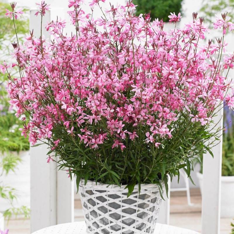 Gaura Sel® Belleza Dark Pink à fleurs Rose/Rouge - feuillage Caduc - Pot de 3L - 40/60 cm - Imagen 1