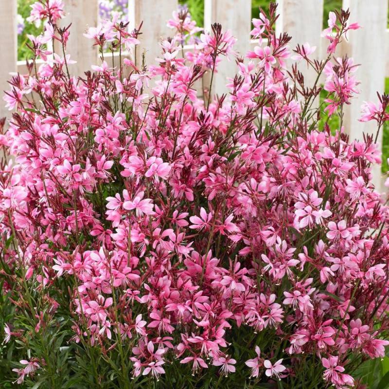 Gaura Sel® Belleza Dark Pink à fleurs Rose/Rouge - feuillage Caduc - Pot de 3L - 40/60 cm - Imagen 2