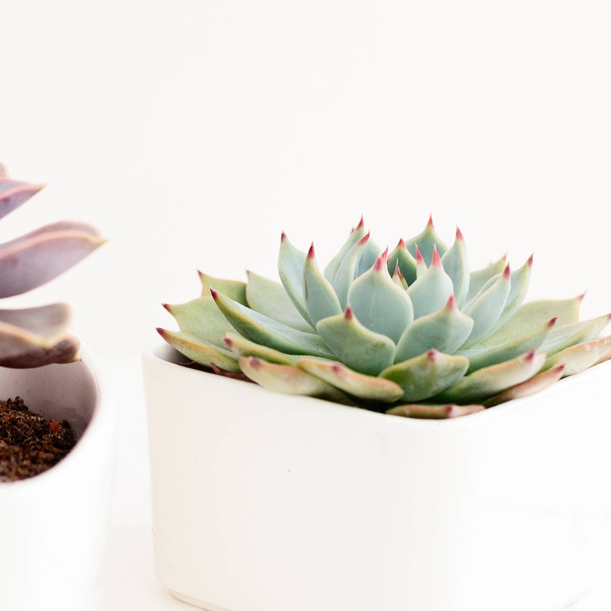 Promesse de Fleurs - Echeveria Parva Mini-plante