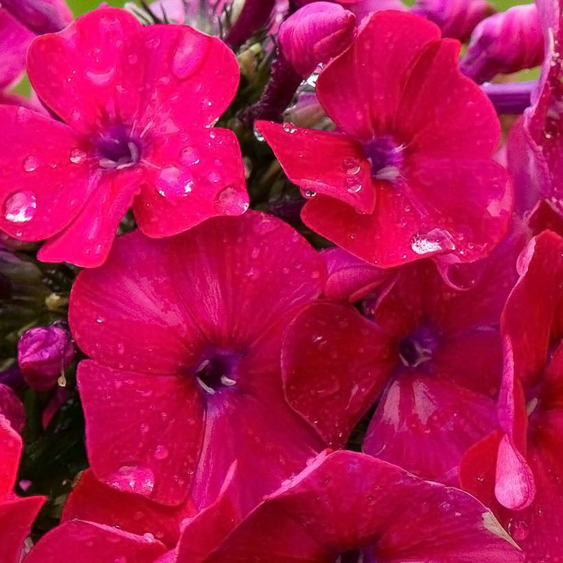 Phlox paniculata Younique Red Petites Racines nues, Qualité premium