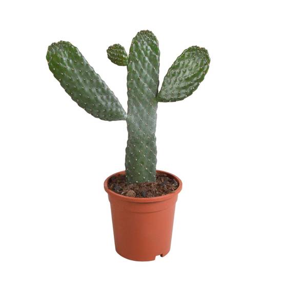 Opuntia consulea - cactus d'intérieur- La Green Touch - Image 2