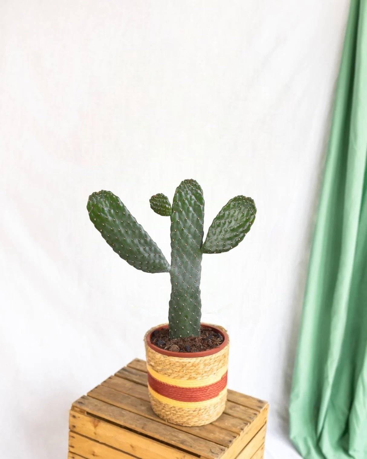 Opuntia consulea - cactus d'intérieur- La Green Touch
