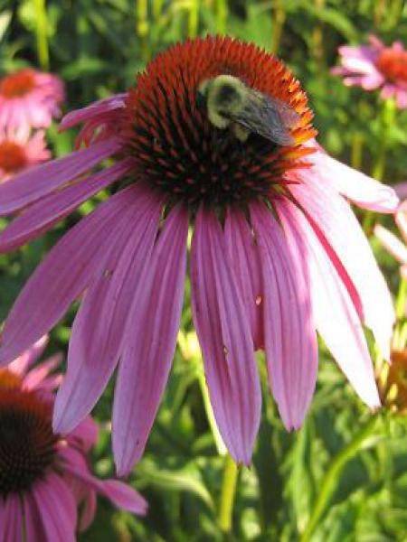 Echinacea purpurea Magnus - Echinacée Pot de 2L/3L - Image 2
