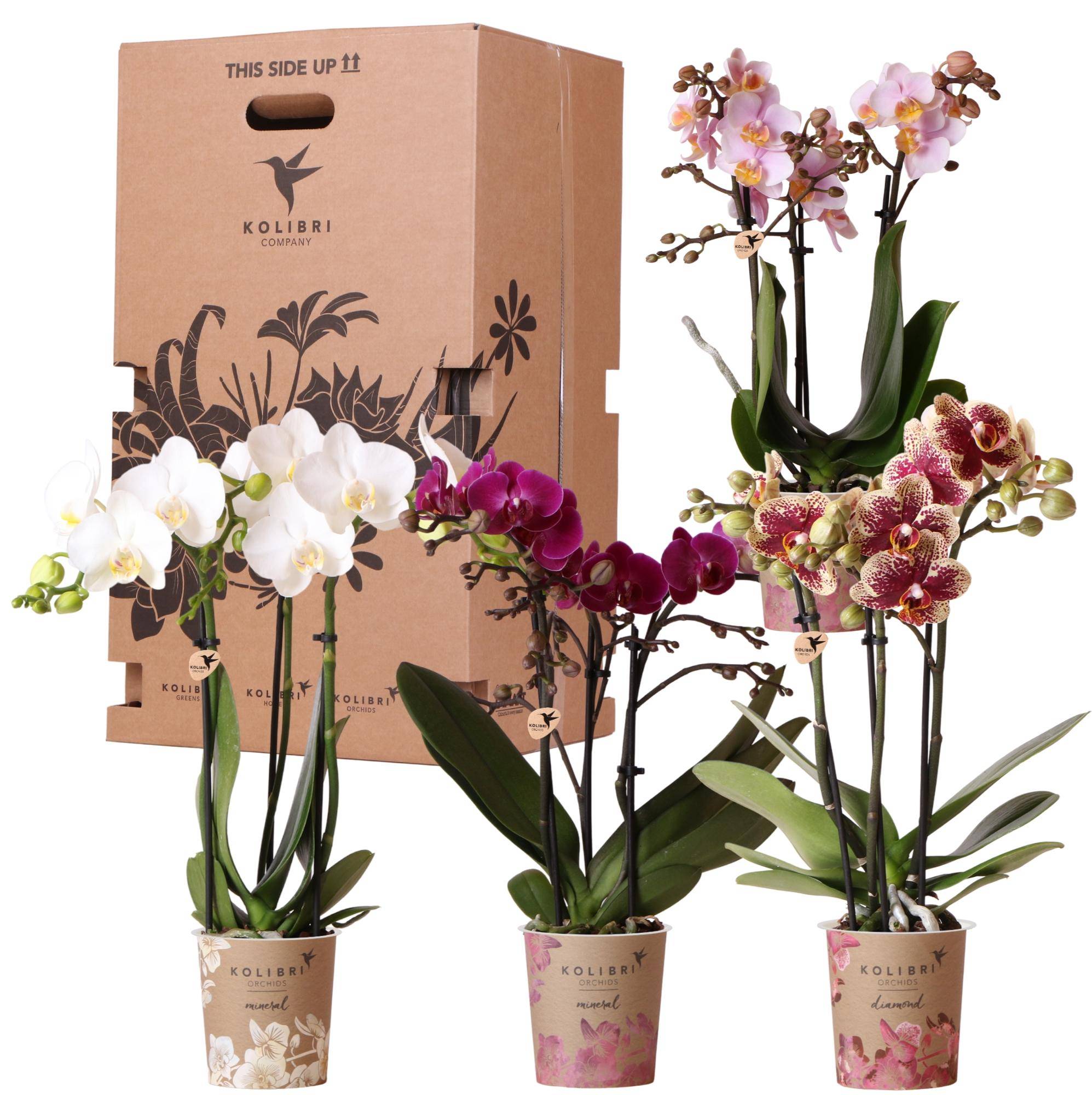 Box surprise 4 orchidées Phalaenopsis assorties - Ø12cm - ↕10cm - Plantes d'intérieur