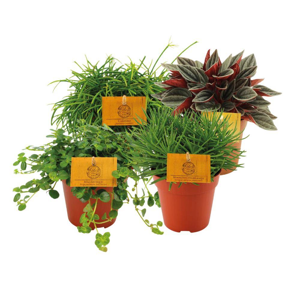 Box - 4 peperomia 20cm - Plante d'intérieur- La Green Touch