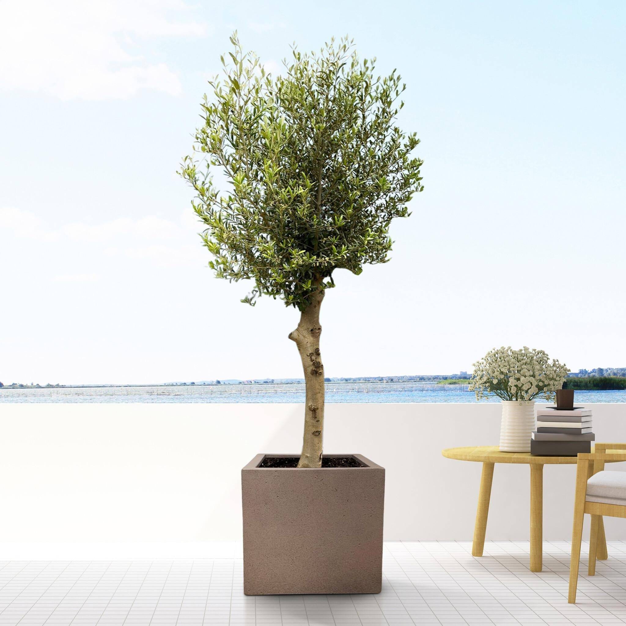 Pot Grigo Cube Bronze 40 cm- La Green Touch - Imagen 3