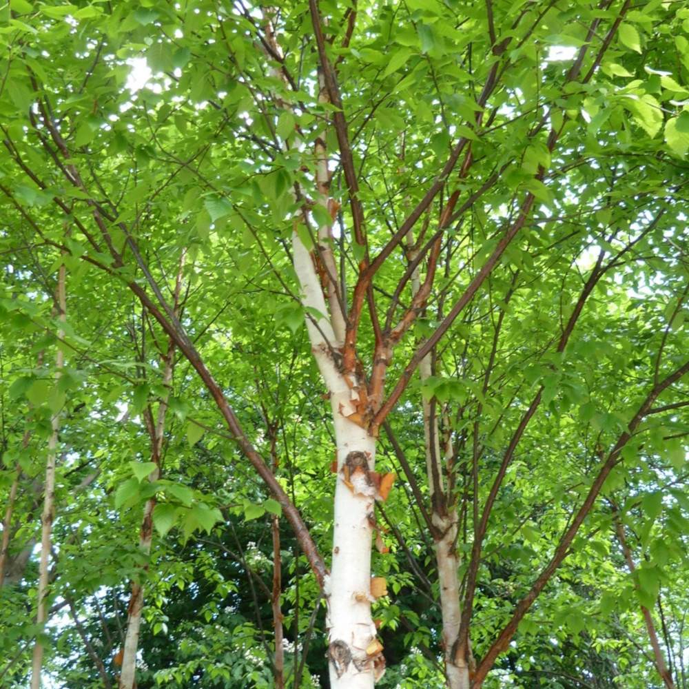 Bouleau de Chine Fascination, Betula - Pot de 15L - Baliveau - Image 1