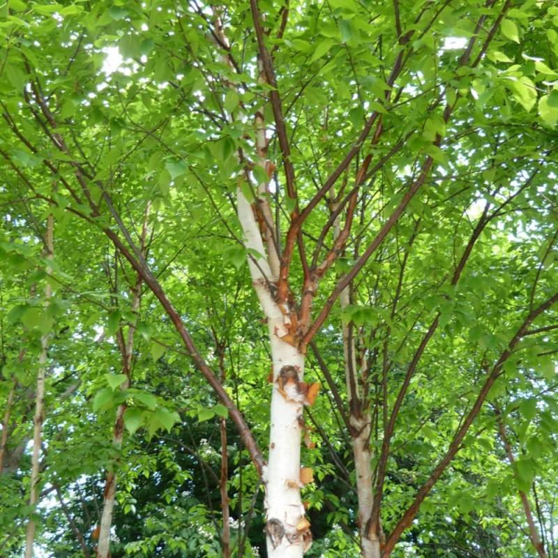 Bouleau de Chine Fascination, Betula - Pot de 15L - Baliveau - Image 3